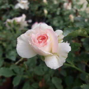 A legfeljebb ötven centiméterre növő alacsony floribunda rózsa nagyon alkalmas kisméretű kertekbe, virágvályúkba vagy akár cserepekbe.